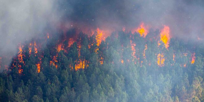 TETHIR AND PYREOS CONSORTIUM WINS £0.5M UK GRANT FOR IOT SENSOR NETWORKS FOR FASTER FOREST FIRE DETECTION – CIE - Vimarsana News